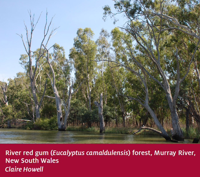 Eucalypt forest DAFF